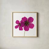 Campion by Deborah Revell. Shown in a natural wood glass frame for a timeless modern aesthetic. Available as an archival giclee rolled canvas, fine art paper, or poster print. SKU 104464a.