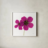 Campion by Deborah Revell. Shown in a crisp white glass frame for a clean and minimalist style. Available as an archival giclee rolled canvas, fine art paper, or poster print. SKU 104464a.