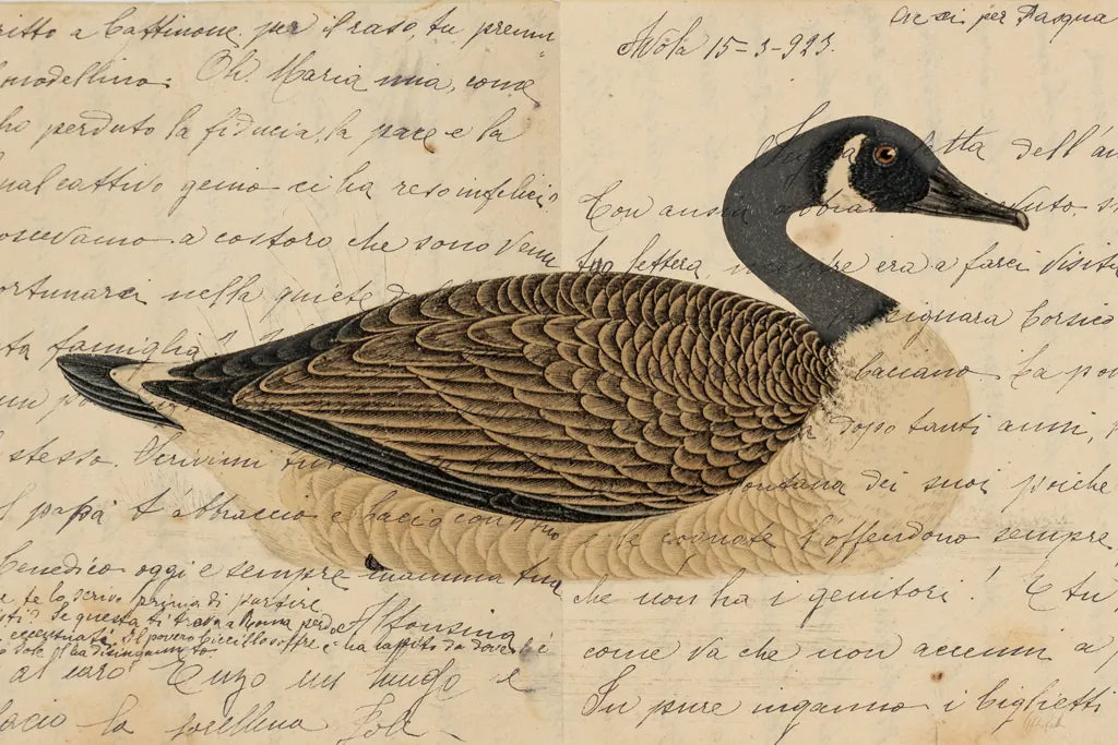 Canada Goose by Deborah Revell. SKU 101624i. Archival Giclee Fine art print for wall decor.