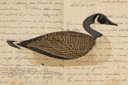 Canada Goose by Deborah Revell. SKU 101624i. Archival Giclee Fine art print for wall decor.