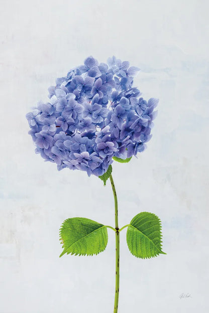 Cape Cod Hydrangea L by Deborah Revell. SKU 93156h. Archival Giclee Fine art print for wall decor.