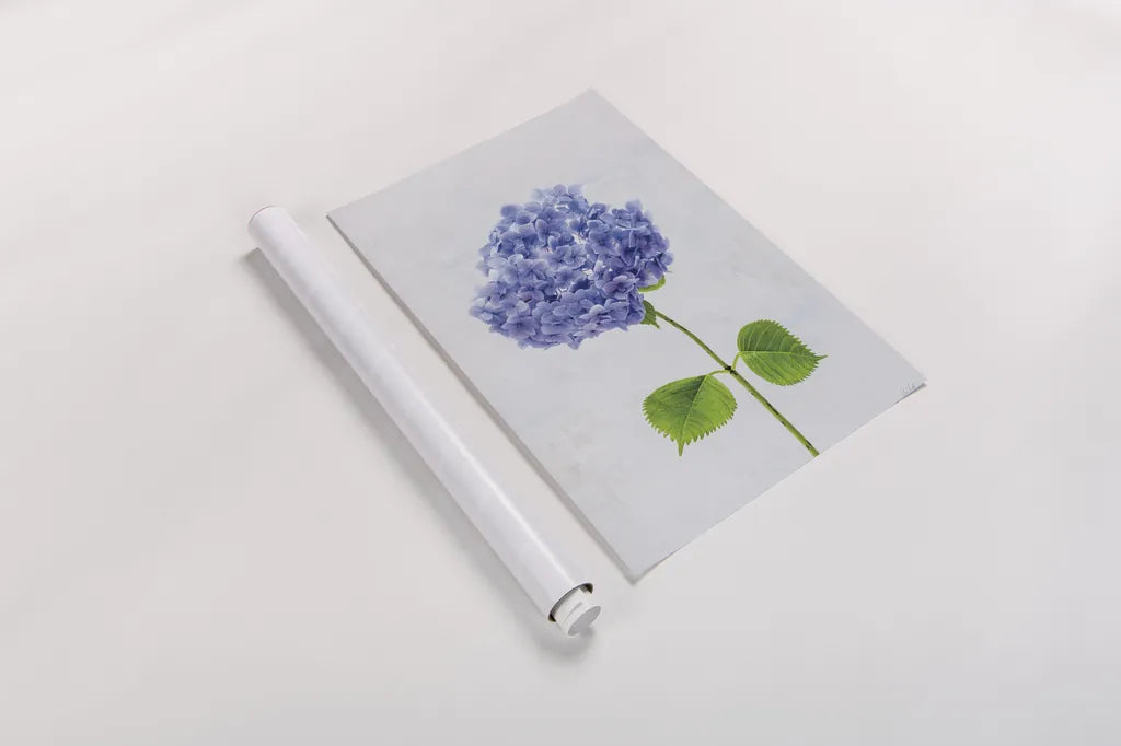 Cape Cod Hydrangea L by Deborah Revell. shown as a rolled paper print. Available as archival giclee rolled canvas, fine art paper, or poster print. SKU 93156h.