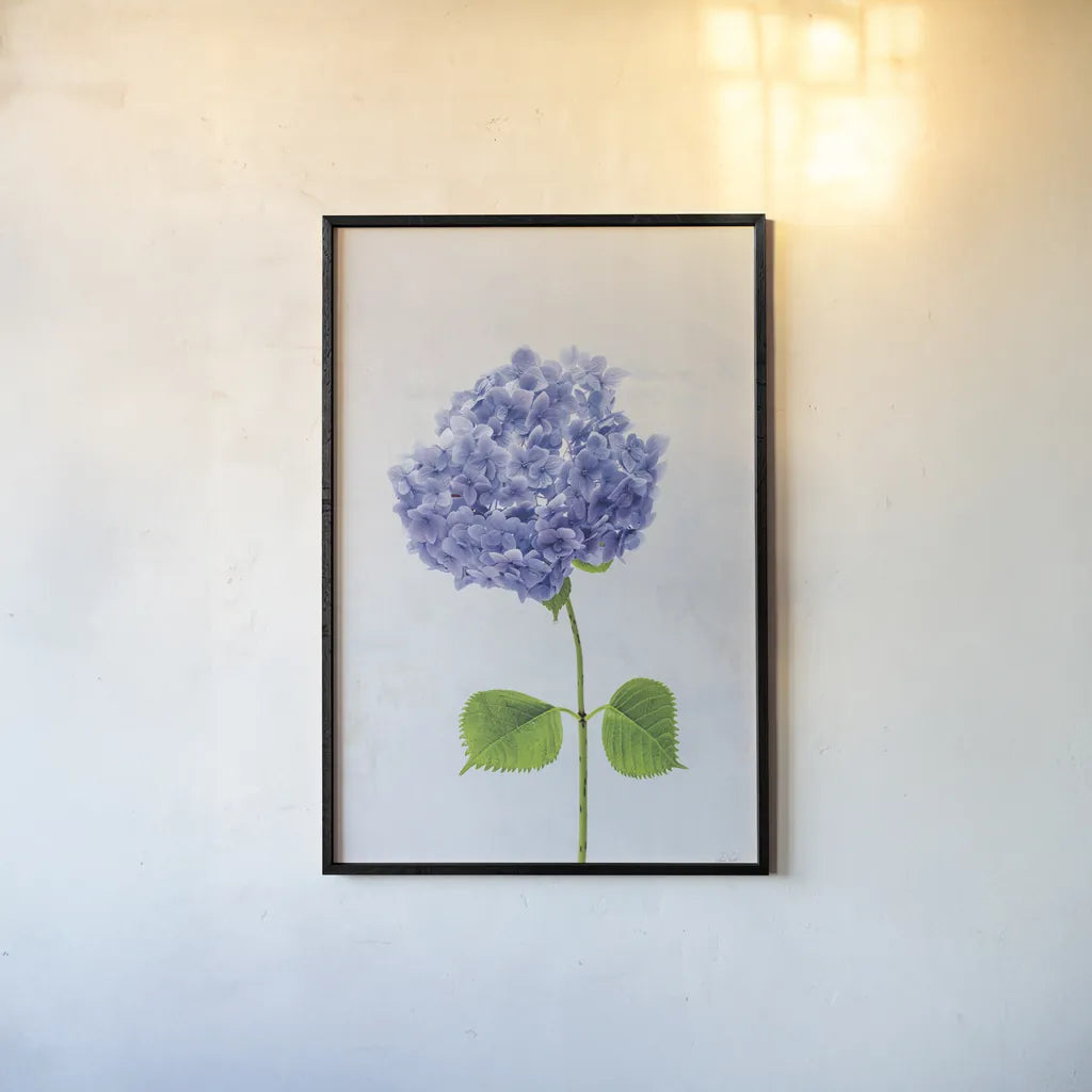 Cape Cod Hydrangea L by Deborah Revell. shown as a paper print in a black flame. Available as a archival giclee rolled canvas, fine art paper, or poster print. SKU 93156h.