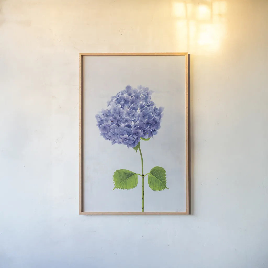Cape Cod Hydrangea L by Deborah Revell. shown as a paper print in a natural frame. Available as a archival giclee rolled canvas, fine art paper, or poster print. SKU 93156h.