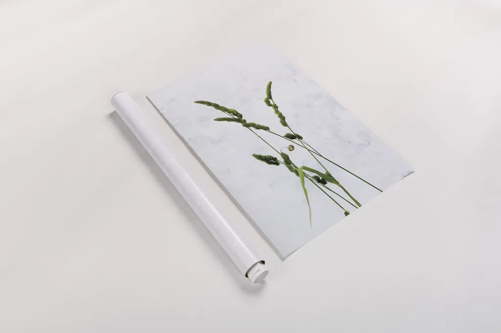 Cat Grass by Deborah Revell. shown as a rolled paper print. Available as archival giclee rolled canvas, fine art paper, or poster print. SKU 93432h.