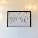 Catkins in Plaster I by Deborah Revell. shown as a paper print in a black flame. Available as a archival giclee rolled canvas, fine art paper, or poster print. SKU 103706i.