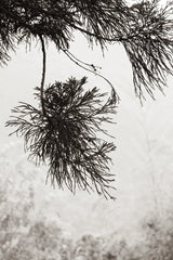 Cedar by Deborah Revell. SKU 102080h. Archival Giclee Fine art print for wall decor.