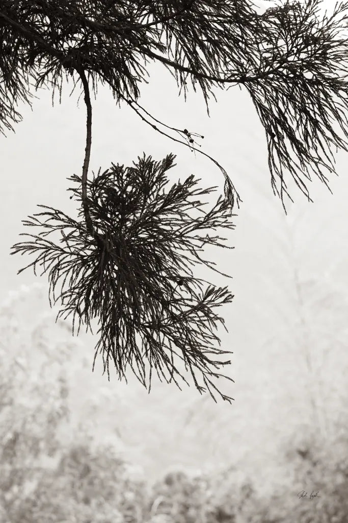 Cedar by Deborah Revell. SKU 102080h. Archival Giclee Fine art print for wall decor.