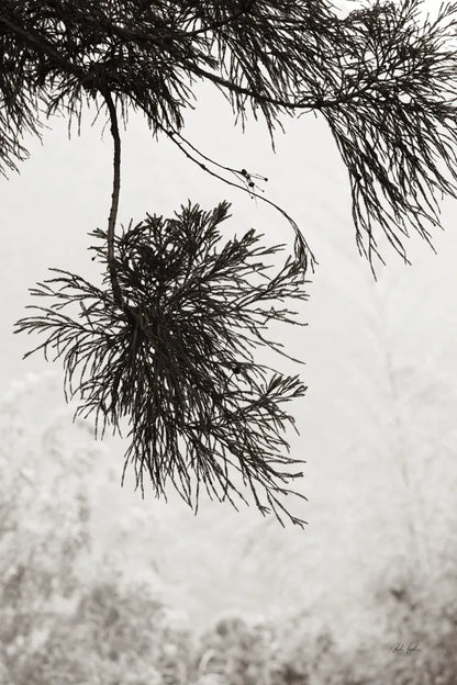 Cedar by Deborah Revell. SKU 102080h. Archival Giclee Fine art print for wall decor.