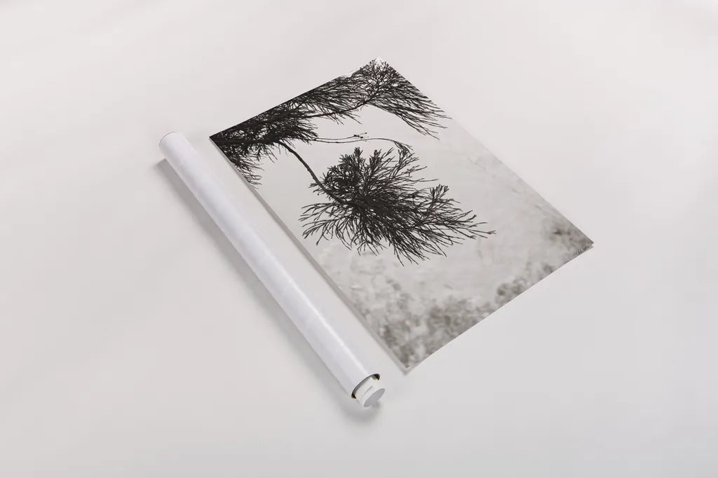 Cedar by Deborah Revell. shown as a rolled paper print. Available as archival giclee rolled canvas, fine art paper, or poster print. SKU 102080h.