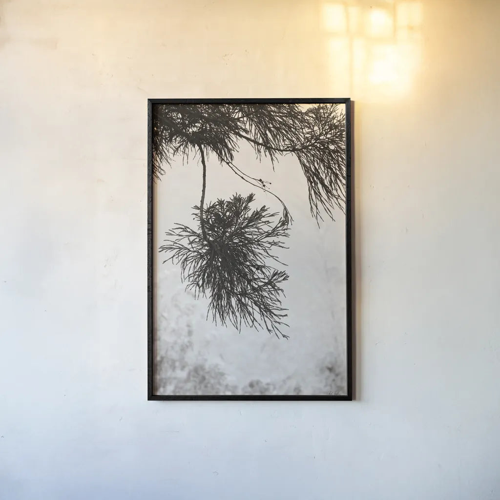 Cedar by Deborah Revell. shown as a paper print in a black flame. Available as a archival giclee rolled canvas, fine art paper, or poster print. SKU 102080h.