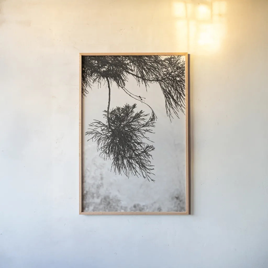 Cedar by Deborah Revell. shown as a paper print in a natural frame. Available as a archival giclee rolled canvas, fine art paper, or poster print. SKU 102080h.