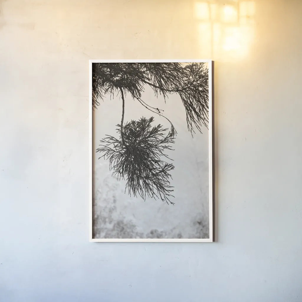 Cedar by Deborah Revell. shown as a paper print in a white frame. Available as a archival giclee rolled canvas, fine art paper, or poster print. SKU 102080h.