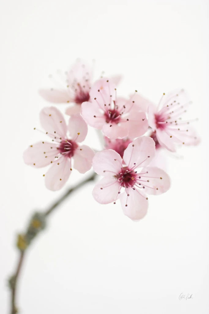 Cherry Blossom by Deborah Revell