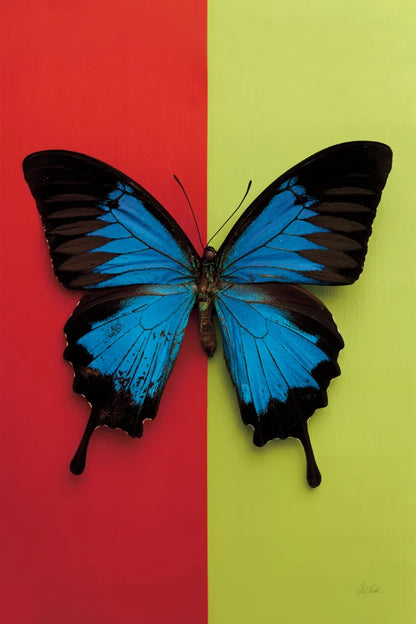 Chromatic Butterfly I by Deborah Revell. SKU 96043h. Archival Giclee Fine art print for wall decor.