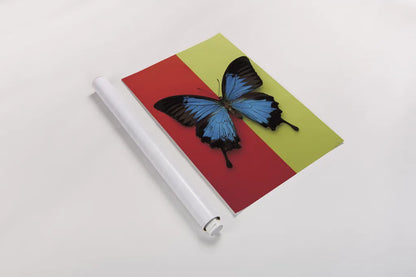 Chromatic Butterfly I by Deborah Revell. shown as a rolled paper print. Available as archival giclee rolled canvas, fine art paper, or poster print. SKU 96043h.
