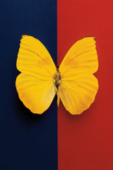 Chromatic Butterfly II by Deborah Revell. SKU 96044h. Archival Giclee Fine art print for wall decor.