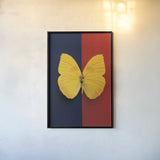 Chromatic Butterfly II by Deborah Revell. shown as a paper print in a black flame. Available as a archival giclee rolled canvas, fine art paper, or poster print. SKU 96044h.