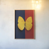 Chromatic Butterfly II by Deborah Revell. shown as a paper print in a natural frame. Available as a archival giclee rolled canvas, fine art paper, or poster print. SKU 96044h.