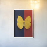 Chromatic Butterfly II by Deborah Revell. shown as a paper print in a white frame. Available as a archival giclee rolled canvas, fine art paper, or poster print. SKU 96044h.
