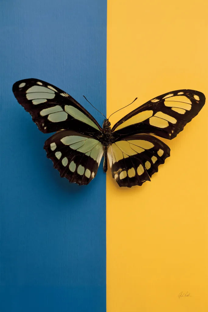 Chromatic Butterfly III by Deborah Revell. SKU 96045h. Archival Giclee Fine art print for wall decor.