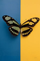 Chromatic Butterfly III by Deborah Revell. SKU 96045h. Archival Giclee Fine art print for wall decor.