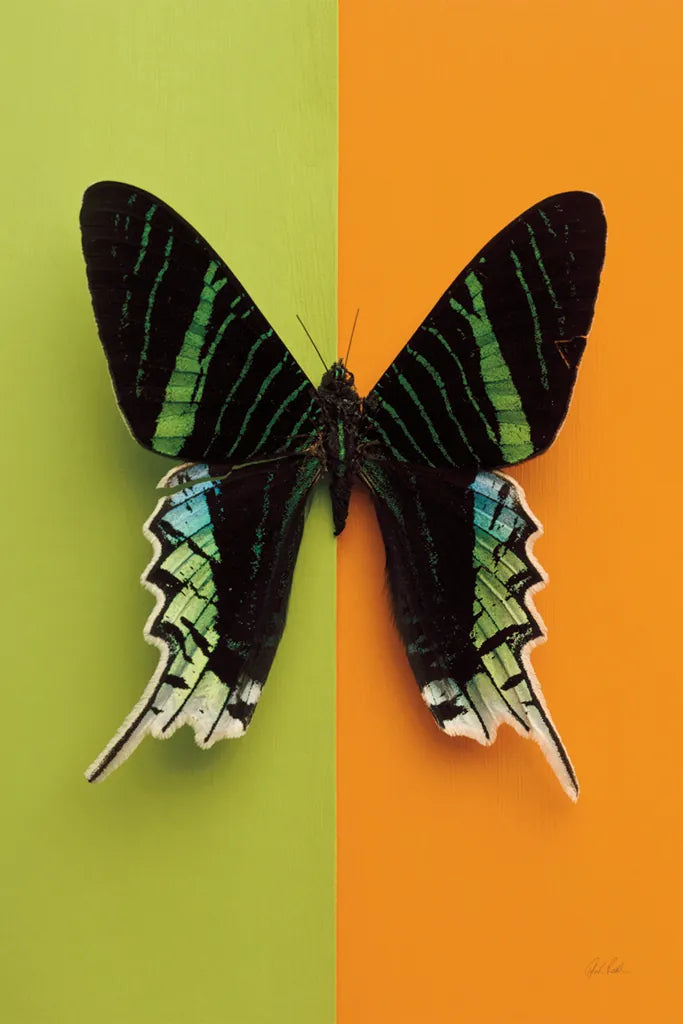 Chromatic Butterfly IV by Deborah Revell. SKU 96046h. Archival Giclee Fine art print for wall decor.
