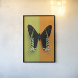 Chromatic Butterfly IV by Deborah Revell. shown as a paper print in a black flame. Available as a archival giclee rolled canvas, fine art paper, or poster print. SKU 96046h.