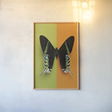Chromatic Butterfly IV by Deborah Revell. shown as a paper print in a natural frame. Available as a archival giclee rolled canvas, fine art paper, or poster print. SKU 96046h.