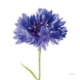 Cornflower by Deborah Revell. SKU 104463a. Archival Giclee Fine art print for wall decor.