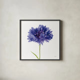 Cornflower by Deborah Revell. Shown in a sleek black glass frame for a contemporary gallery look. Available as an archival giclee rolled canvas, fine art paper, or poster print. SKU 104463a.