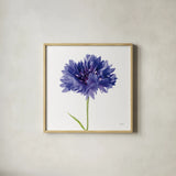 Cornflower by Deborah Revell. Shown in a natural wood glass frame for a timeless modern aesthetic. Available as an archival giclee rolled canvas, fine art paper, or poster print. SKU 104463a.