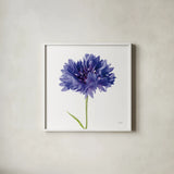 Cornflower by Deborah Revell. Shown in a crisp white glass frame for a clean and minimalist style. Available as an archival giclee rolled canvas, fine art paper, or poster print. SKU 104463a.