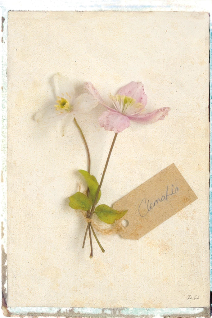 Cottage Clematis by Deborah Revell