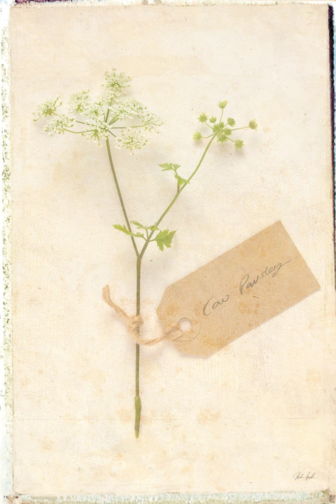 Cottage Cow Parsley by Deborah Revell