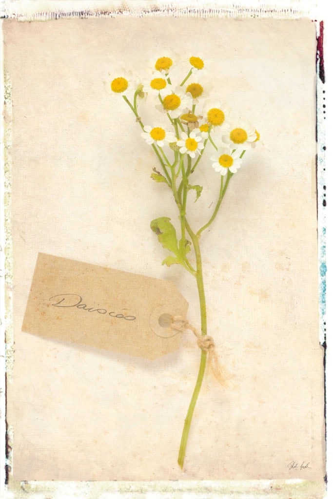Cottage Daisies by Deborah Revell