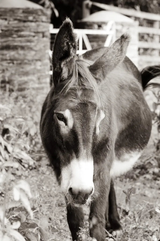 Cottage Donkey I by Deborah Revell. SKU 100059h. Archival Giclee Fine art print for wall decor.