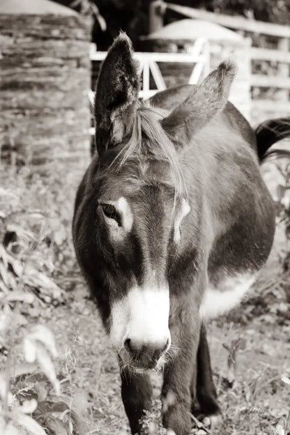 Cottage Donkey I by Deborah Revell. SKU 100059h. Archival Giclee Fine art print for wall decor.