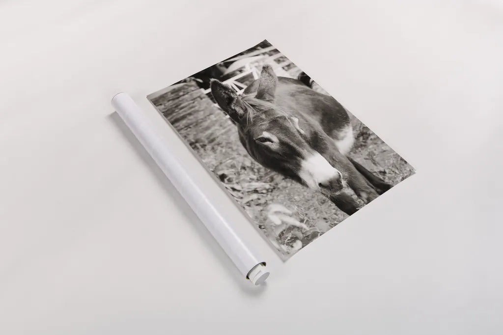 Cottage Donkey I by Deborah Revell. shown as a rolled paper print. Available as archival giclee rolled canvas, fine art paper, or poster print. SKU 100059h.