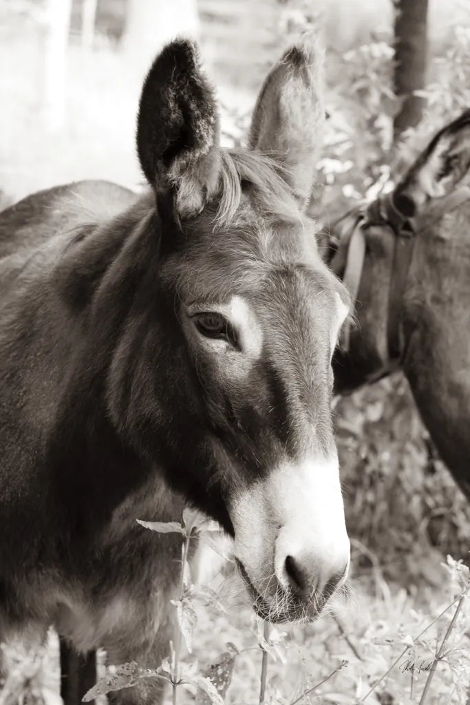 Cottage Donkey II by Deborah Revell. SKU 100060h. Archival Giclee Fine art print for wall decor.