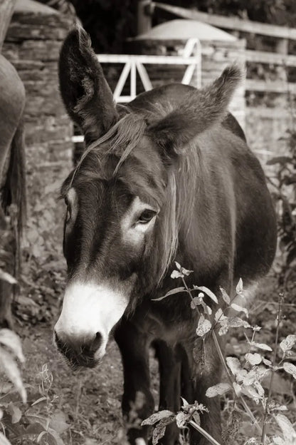 Cottage Donkey III by Deborah Revell. SKU 100061h. Archival Giclee Fine art print for wall decor.