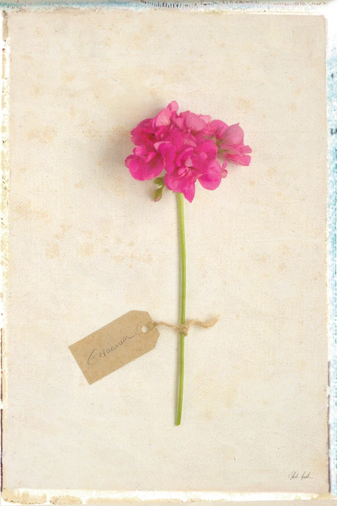 Cottage Geranium by Deborah Revell