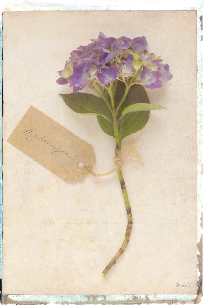 Cottage Hydrangea by Deborah Revell