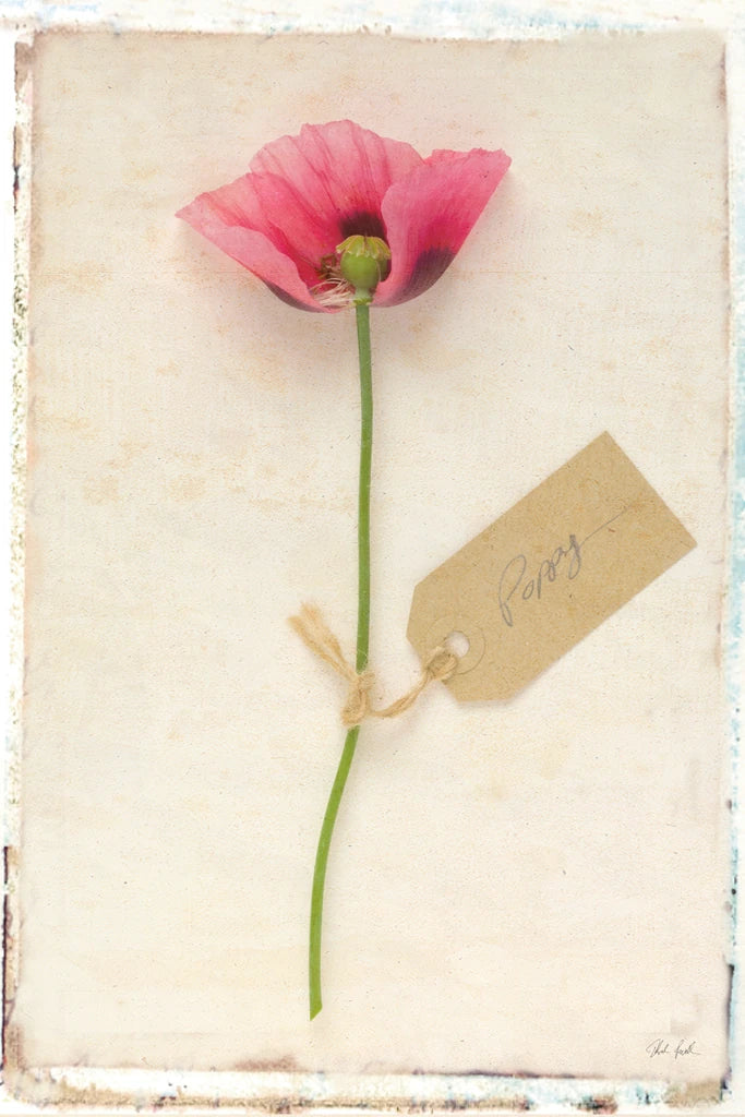 Cottage Poppy by Deborah Revell