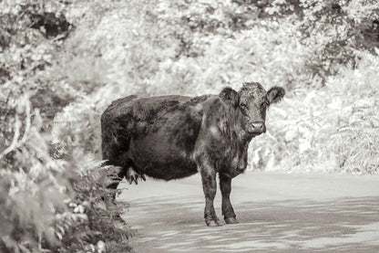 Cow on the Road I by Deborah Revell. SKU 94282i. Archival Giclee Fine art print for wall decor.
