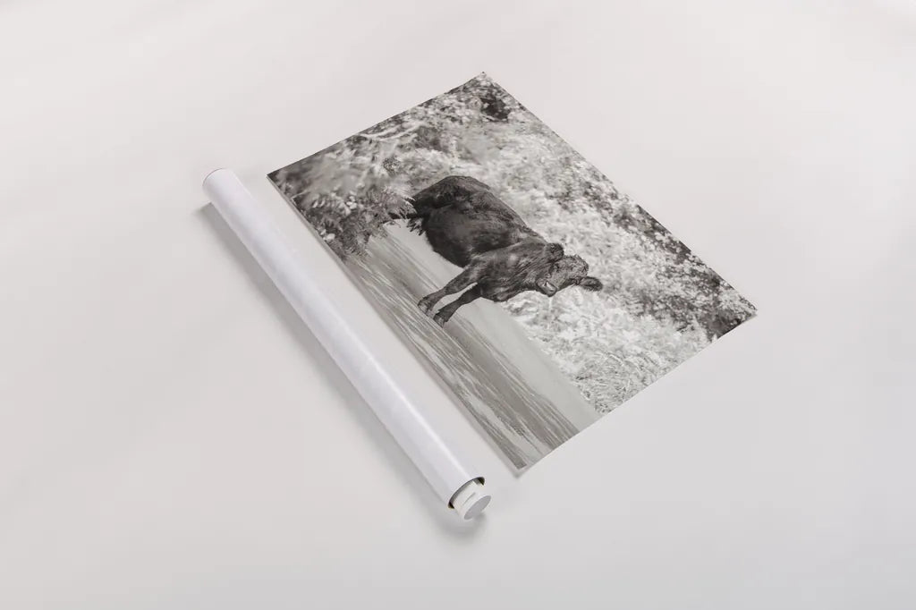 Cow on the Road I by Deborah Revell. shown as a rolled paper print. Available as archival giclee rolled canvas, fine art paper, or poster print. SKU 94282i.