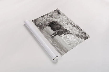 Cow on the Road I by Deborah Revell. shown as a rolled paper print. Available as archival giclee rolled canvas, fine art paper, or poster print. SKU 94282i.