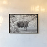 Cow on the Road I by Deborah Revell. shown as a paper print in a black flame. Available as a archival giclee rolled canvas, fine art paper, or poster print. SKU 94282i.