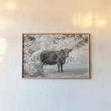 Cow on the Road I by Deborah Revell. shown as a paper print in a natural frame. Available as a archival giclee rolled canvas, fine art paper, or poster print. SKU 94282i.