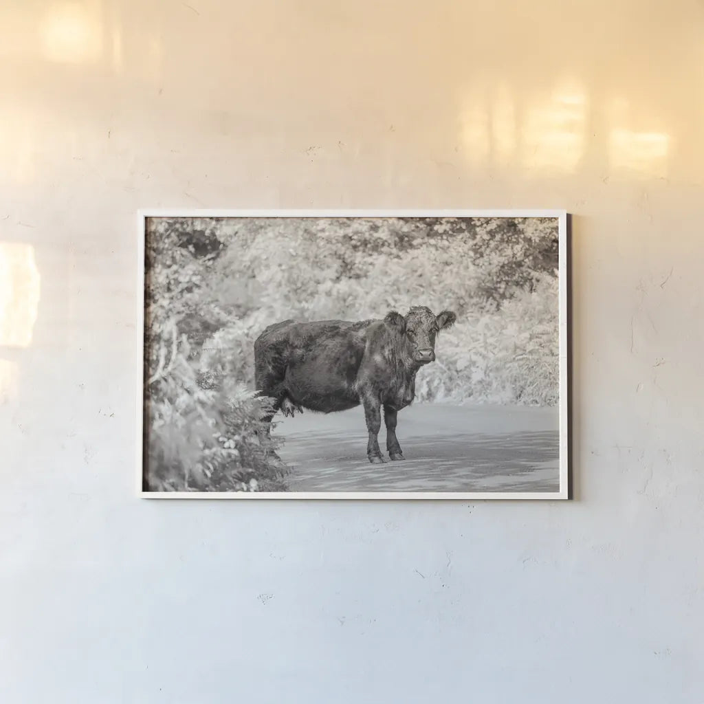 Cow on the Road I by Deborah Revell. shown as a paper print in a white frame. Available as a archival giclee rolled canvas, fine art paper, or poster print. SKU 94282i.